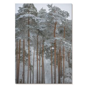 Nowoczesne plakaty A1 Zimowy las śnieg drzewa harmonia natura 1006834 Nowoczesne plakaty A1 Zimowy las śnieg drzewa harmonia natura 1006834